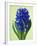 Blue Star hyacinth-Clive Nichols-Framed Photographic Print