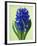 Blue Star hyacinth-Clive Nichols-Framed Photographic Print