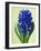 Blue Star hyacinth-Clive Nichols-Framed Photographic Print