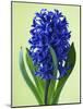 Blue Star hyacinth-Clive Nichols-Mounted Photographic Print