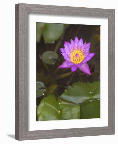 Blue Star Water Lily (Blue Lotus Flower) (Nymphaea Stellata), National Flower of Sri Lanka, Asia-Peter Barritt-Framed Photographic Print