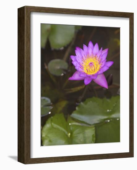 Blue Star Water Lily (Blue Lotus Flower) (Nymphaea Stellata), National Flower of Sri Lanka, Asia-Peter Barritt-Framed Photographic Print