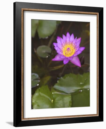 Blue Star Water Lily (Blue Lotus Flower) (Nymphaea Stellata), National Flower of Sri Lanka, Asia-Peter Barritt-Framed Photographic Print