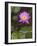 Blue Star Water Lily (Blue Lotus Flower) (Nymphaea Stellata), National Flower of Sri Lanka, Asia-Peter Barritt-Framed Photographic Print