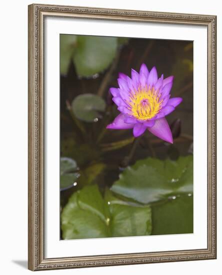 Blue Star Water Lily (Blue Lotus Flower) (Nymphaea Stellata), National Flower of Sri Lanka, Asia-Peter Barritt-Framed Photographic Print