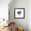 Blue Starfish 1-Albert Koetsier-Framed Premium Giclee Print displayed on a wall