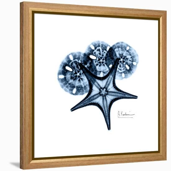 Blue Starfish 1-Albert Koetsier-Framed Stretched Canvas