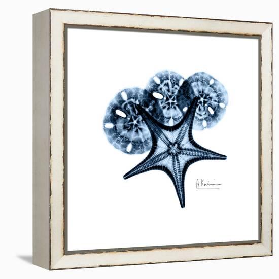 Blue Starfish 1-Albert Koetsier-Framed Stretched Canvas