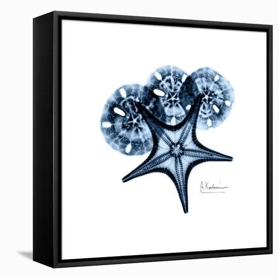 Blue Starfish 1-Albert Koetsier-Framed Stretched Canvas