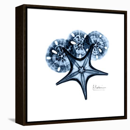 Blue Starfish 1-Albert Koetsier-Framed Stretched Canvas