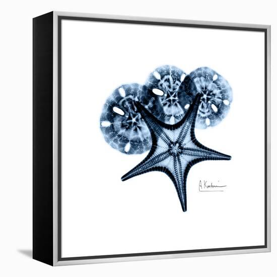 Blue Starfish 1-Albert Koetsier-Framed Stretched Canvas