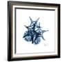 Blue Starfish 2-Albert Koetsier-Framed Premium Giclee Print