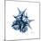 Blue Starfish 2-Albert Koetsier-Mounted Premium Giclee Print