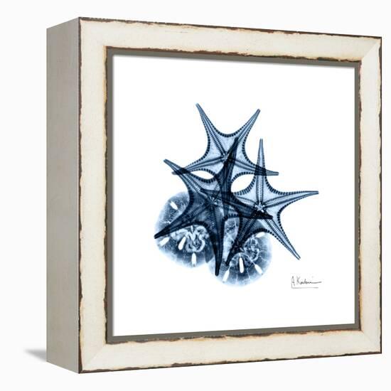 Blue Starfish 2-Albert Koetsier-Framed Stretched Canvas