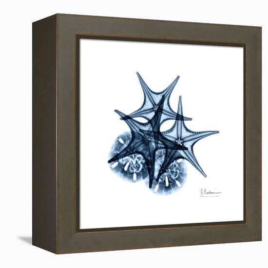 Blue Starfish 2-Albert Koetsier-Framed Stretched Canvas