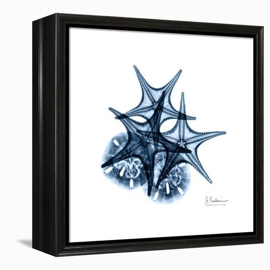 Blue Starfish 2-Albert Koetsier-Framed Stretched Canvas