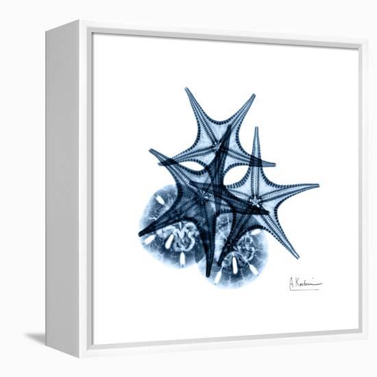 Blue Starfish 2-Albert Koetsier-Framed Stretched Canvas