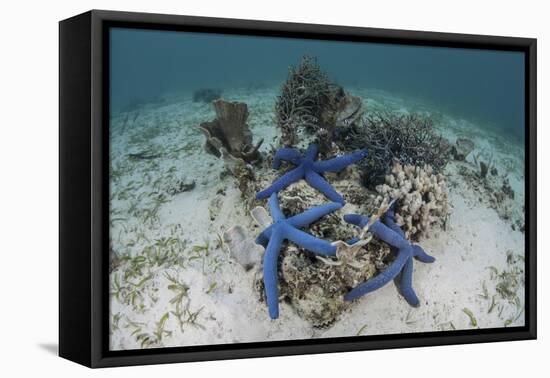 Blue Starfish Cling to a Coral Bommie in Indonesia-Stocktrek Images-Framed Premier Image Canvas