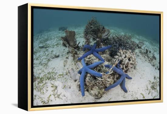 Blue Starfish Cling to a Coral Bommie in Indonesia-Stocktrek Images-Framed Premier Image Canvas
