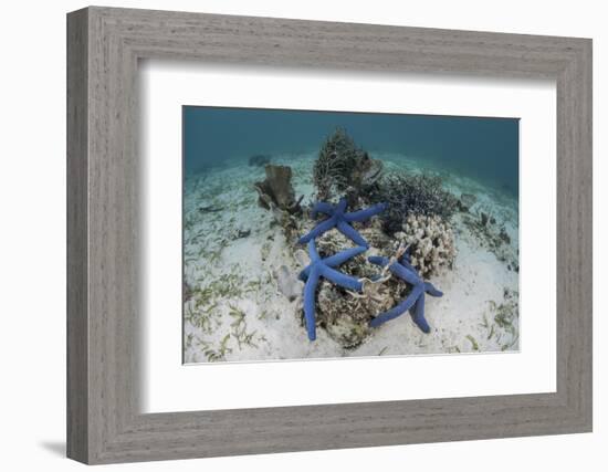 Blue Starfish Cling to a Coral Bommie in Indonesia-Stocktrek Images-Framed Photographic Print