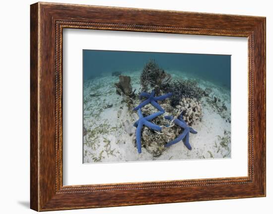 Blue Starfish Cling to a Coral Bommie in Indonesia-Stocktrek Images-Framed Photographic Print