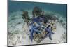 Blue Starfish Cling to a Coral Bommie in Indonesia-Stocktrek Images-Mounted Photographic Print