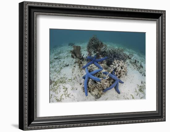 Blue Starfish Cling to a Coral Bommie in Indonesia-Stocktrek Images-Framed Photographic Print