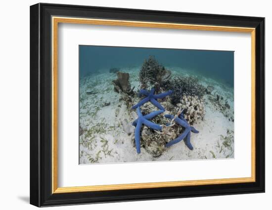 Blue Starfish Cling to a Coral Bommie in Indonesia-Stocktrek Images-Framed Photographic Print