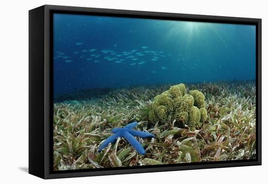 Blue Starfish (Linckia), Corals, and Sea Grass, Indonesia, Sulawesi, Indian Ocean.-Reinhard Dirscherl-Framed Premier Image Canvas
