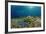 Blue Starfish (Linckia), Corals, and Sea Grass, Indonesia, Sulawesi, Indian Ocean.-Reinhard Dirscherl-Framed Photographic Print