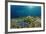 Blue Starfish (Linckia), Corals, and Sea Grass, Indonesia, Sulawesi, Indian Ocean.-Reinhard Dirscherl-Framed Photographic Print