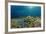 Blue Starfish (Linckia), Corals, and Sea Grass, Indonesia, Sulawesi, Indian Ocean.-Reinhard Dirscherl-Framed Photographic Print