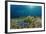 Blue Starfish (Linckia), Corals, and Sea Grass, Indonesia, Sulawesi, Indian Ocean.-Reinhard Dirscherl-Framed Photographic Print