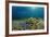 Blue Starfish (Linckia), Corals, and Sea Grass, Indonesia, Sulawesi, Indian Ocean.-Reinhard Dirscherl-Framed Photographic Print