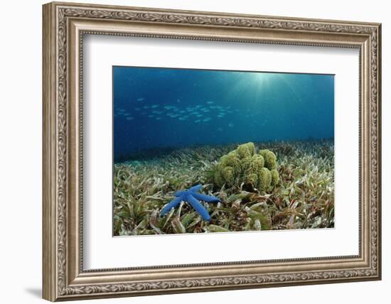 Blue Starfish (Linckia), Corals, and Sea Grass, Indonesia, Sulawesi, Indian Ocean.-Reinhard Dirscherl-Framed Photographic Print