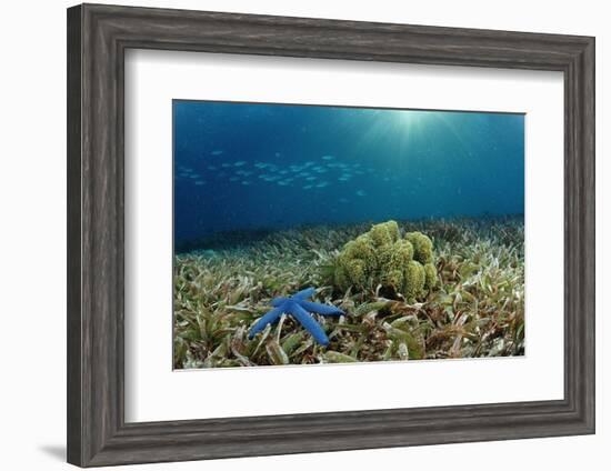 Blue Starfish (Linckia), Corals, and Sea Grass, Indonesia, Sulawesi, Indian Ocean.-Reinhard Dirscherl-Framed Photographic Print