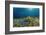 Blue Starfish (Linckia), Corals, and Sea Grass, Indonesia, Sulawesi, Indian Ocean.-Reinhard Dirscherl-Framed Photographic Print