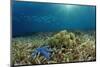 Blue Starfish (Linckia), Corals, and Sea Grass, Indonesia, Sulawesi, Indian Ocean.-Reinhard Dirscherl-Mounted Photographic Print