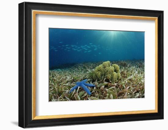 Blue Starfish (Linckia), Corals, and Sea Grass, Indonesia, Sulawesi, Indian Ocean.-Reinhard Dirscherl-Framed Photographic Print