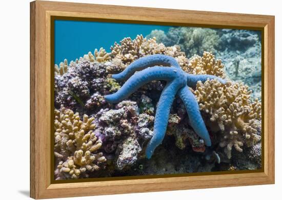 Blue Starfish (Linckia Laevigata) Malaysia-Georgette Douwma-Framed Premier Image Canvas