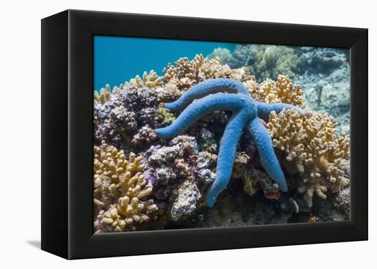 Blue Starfish (Linckia Laevigata) Malaysia-Georgette Douwma-Framed Premier Image Canvas