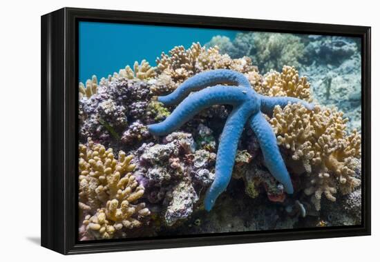 Blue Starfish (Linckia Laevigata) Malaysia-Georgette Douwma-Framed Premier Image Canvas