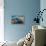 Blue Starfish (Linckia Laevigata) Malaysia-Georgette Douwma-Framed Premier Image Canvas displayed on a wall