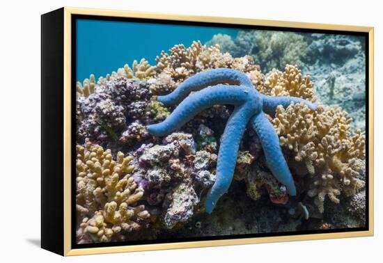 Blue Starfish (Linckia Laevigata) Malaysia-Georgette Douwma-Framed Premier Image Canvas