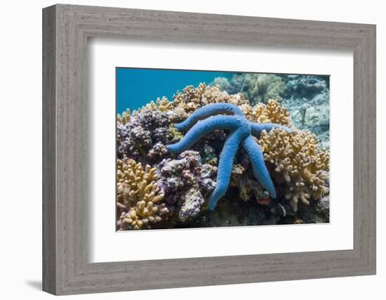 Blue Starfish (Linckia Laevigata) Malaysia-Georgette Douwma-Framed Photographic Print