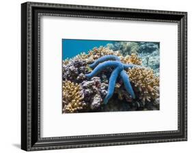 Blue Starfish (Linckia Laevigata) Malaysia-Georgette Douwma-Framed Photographic Print
