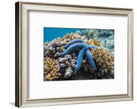 Blue Starfish (Linckia Laevigata) Malaysia-Georgette Douwma-Framed Photographic Print