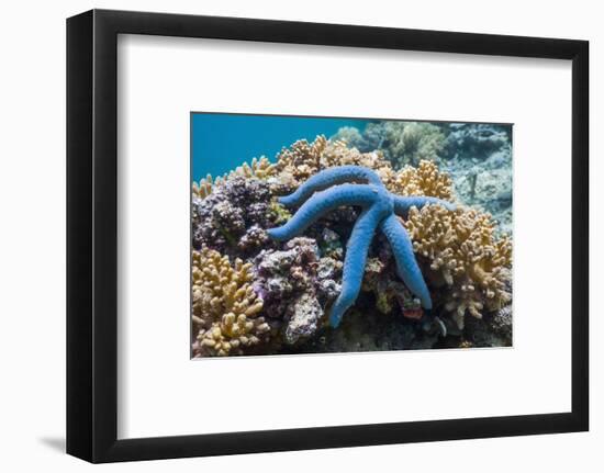 Blue Starfish (Linckia Laevigata) Malaysia-Georgette Douwma-Framed Photographic Print