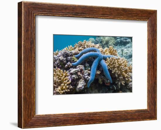 Blue Starfish (Linckia Laevigata) Malaysia-Georgette Douwma-Framed Photographic Print