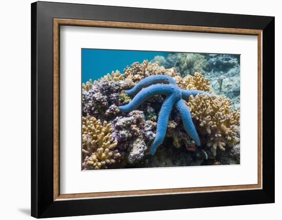 Blue Starfish (Linckia Laevigata) Malaysia-Georgette Douwma-Framed Photographic Print